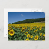 Zonnebloem Briefkaart (Voorkant / Achterkant)