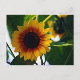 Zonnebloem Briefkaart