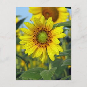 Zonnebloem Briefkaart