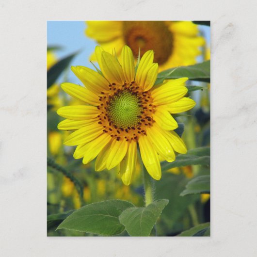 Zonnebloem Briefkaart (Voorkant)