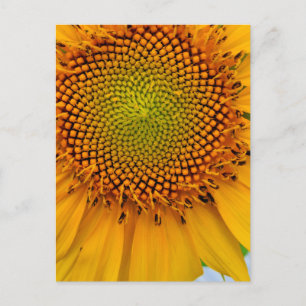 Zonnebloem Briefkaart