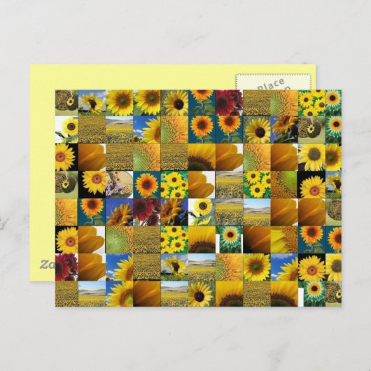 zonnebloem briefkaart (Voorkant / Achterkant)