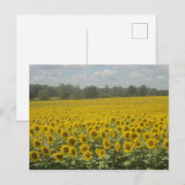 Zonnebloem Briefkaart (Voorkant / Achterkant)