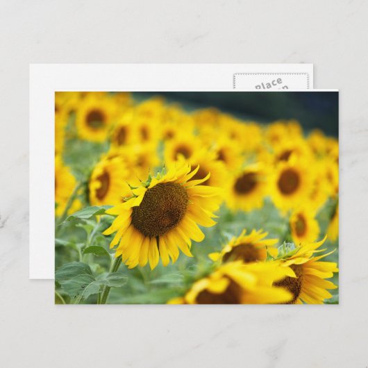 Zonnebloem Briefkaart (Voorkant / Achterkant)