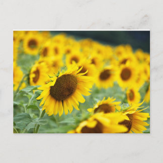 Zonnebloem Briefkaart