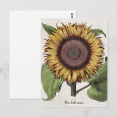 zonnebloem briefkaart (Voorkant / Achterkant)