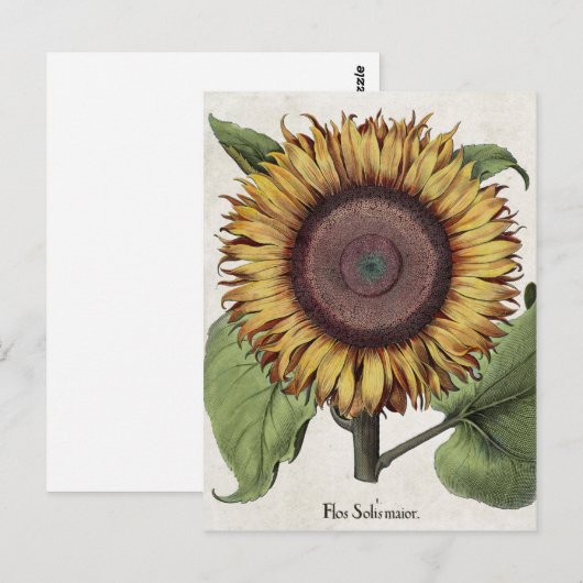  zonnebloem briefkaart (Voorkant / Achterkant)