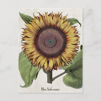 zonnebloem briefkaart