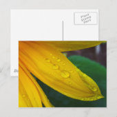 Zonnebloem Briefkaart (Voorkant / Achterkant)