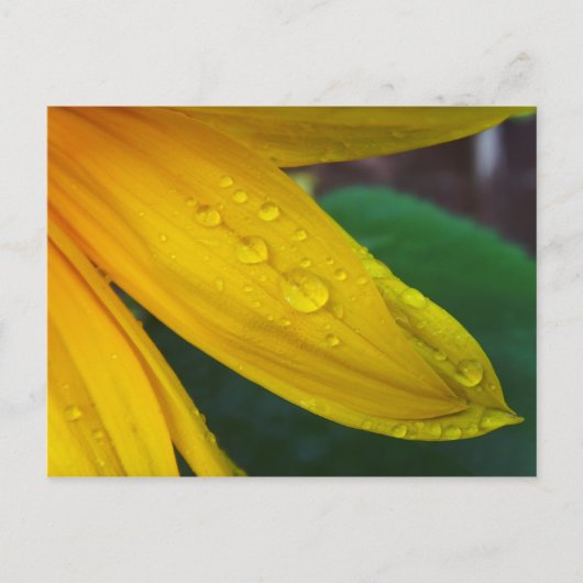 Zonnebloem Briefkaart (Voorkant)