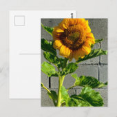 Zonnebloem Briefkaart (Voorkant / Achterkant)