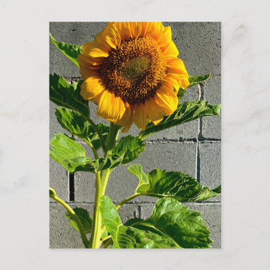 Zonnebloem Briefkaart (Voorkant)