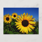 Zonnebloem Briefkaart (Voorkant)