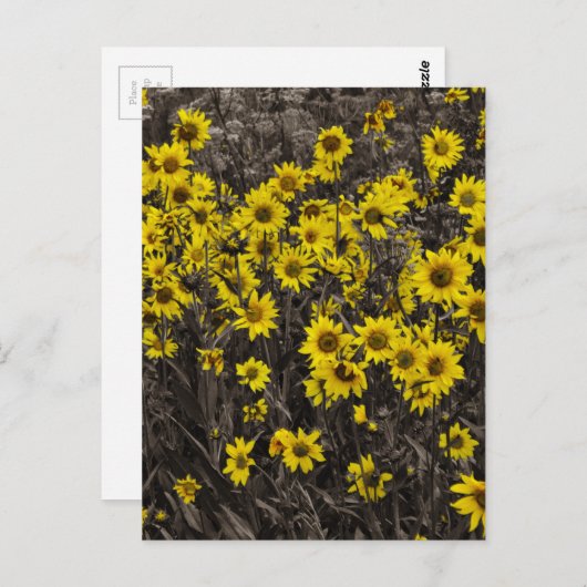 Zonnebloem Briefkaart (Voorkant / Achterkant)