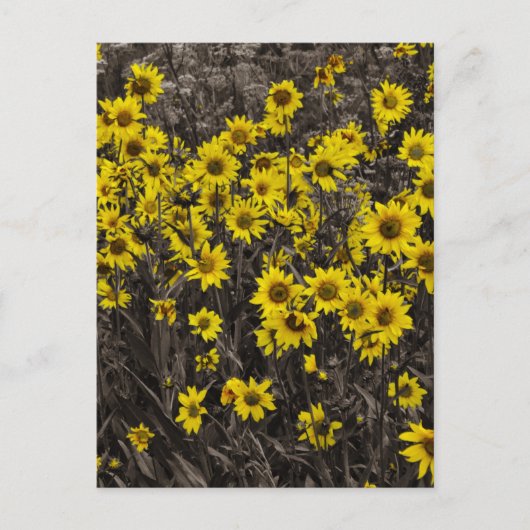 Zonnebloem Briefkaart (Voorkant)