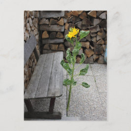 Zonnebloem Briefkaart