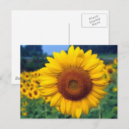 Zonnebloem Briefkaart (Voorkant / Achterkant)