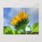 Zonnebloem Briefkaart (Voorkant)