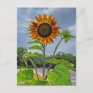 Zonnebloem Briefkaart