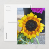 Zonnebloem Briefkaart (Voorkant / Achterkant)