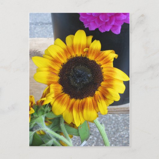 Zonnebloem Briefkaart (Voorkant)