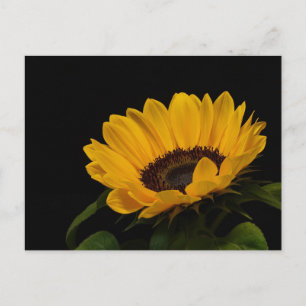 Zonnebloem Briefkaart