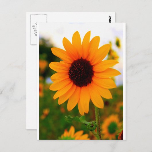 Zonnebloem Briefkaart (Voorkant / Achterkant)