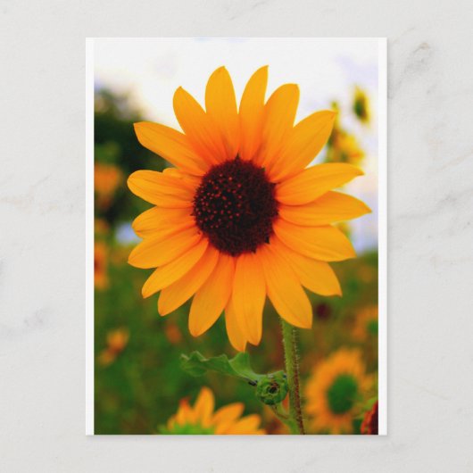 Zonnebloem Briefkaart (Voorkant)