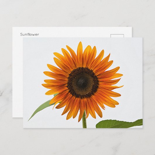 Zonnebloem Briefkaart (Voorkant / Achterkant)