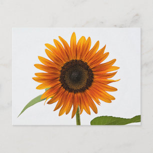 Zonnebloem Briefkaart