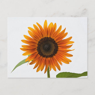 Zonnebloem Briefkaart