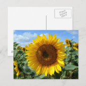Zonnebloem Briefkaart (Voorkant / Achterkant)