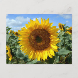 Zonnebloem Briefkaart