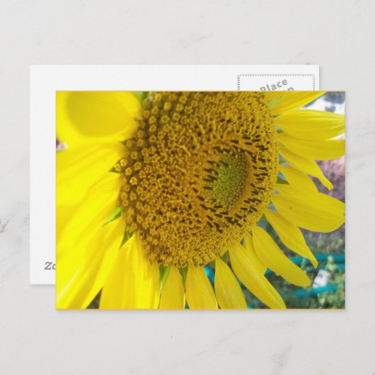 Zonnebloem Briefkaart (Voorkant / Achterkant)