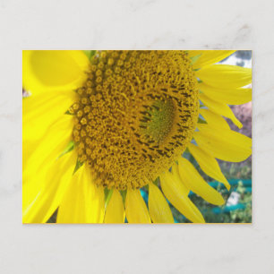 Zonnebloem Briefkaart