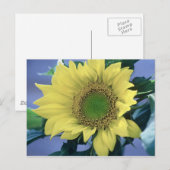 Zonnebloem Briefkaart (Voorkant / Achterkant)
