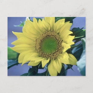 Zonnebloem Briefkaart