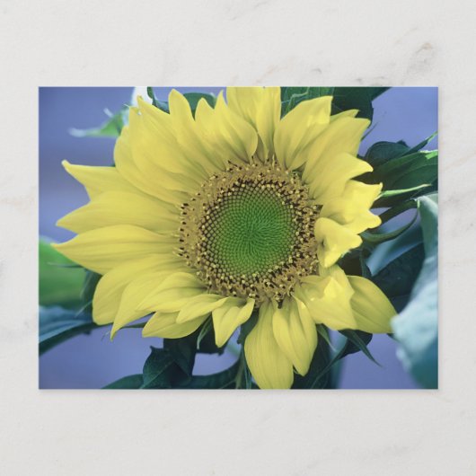Zonnebloem Briefkaart (Voorkant)