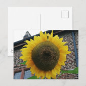 Zonnebloem Briefkaart (Voorkant / Achterkant)