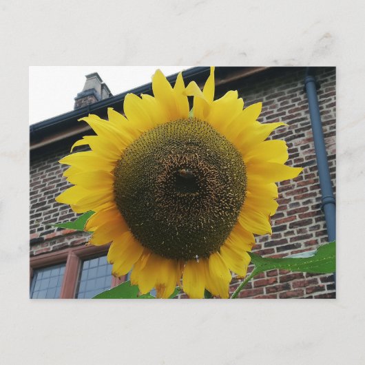 Zonnebloem Briefkaart (Voorkant)