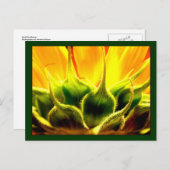 Zonnebloem Briefkaart (Voorkant / Achterkant)