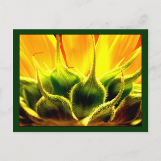 Zonnebloem Briefkaart (Voorkant)