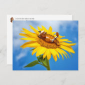 Zonnebloem - briefkaart in de zomer (Voorkant / Achterkant)
