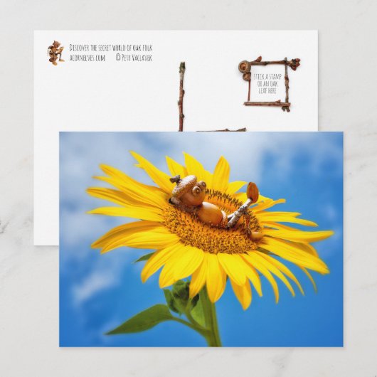 Zonnebloem - briefkaart in de zomer (Voorkant / Achterkant)