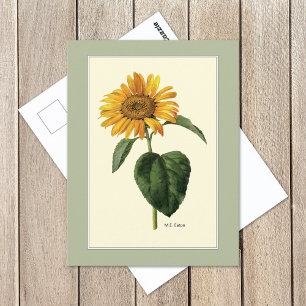 Zonnebloem Britse botanische illustratie Briefkaart