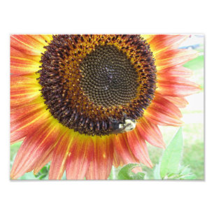 Zonnebloem & Bumblebee, Boston 8x10 foto Afdruk