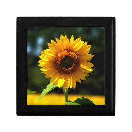 Zonnebloem Cadeaudoosje