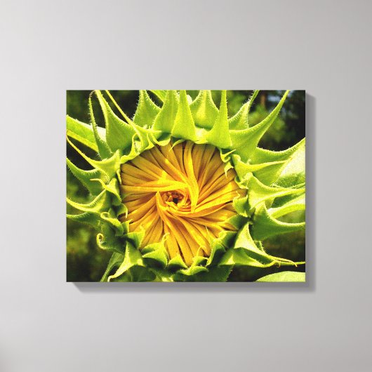 Zonnebloem Canvas Afdruk (Voorkant)