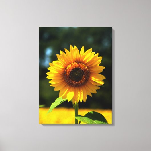Zonnebloem Canvas Afdruk (Voorkant)