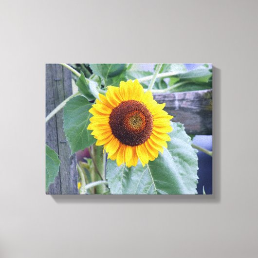 zonnebloem canvas afdruk (Voorkant)